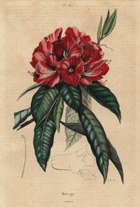 Træ rhododendron, Rhododendron arboreum af Unbekannt