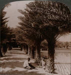 Tropisk skønhed i en allé med daddelpalmer, Moanalua nær Honolulu, H. Is. c1900 af Unbekannt