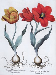 Tulipaner, 1613 af Unbekannt