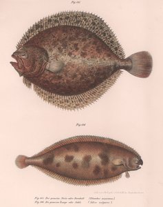 Pighvar, Rhombus maximus, Almindelig tunge Solea vulgaris, ca. 1850