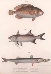 To-spot Bimaculatus, afrikansk rødfinnet, almindelig barracuda, ca. 1850