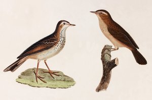 To farve illustrationer af en fugl af Unbekannt