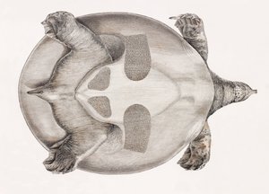 Nedenunder udsigt til en skildpadde af Unbekannt