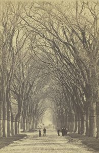 Unavngivet træallé, 1840-1900. af Unbekannt