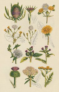 Sorter af britiske vilde blomster, 1947