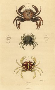 Fløjlskrabbe, Necora puber 1, marmoreret svømmekrabbe, Liocarcinus marmoreus 2 og Pennant