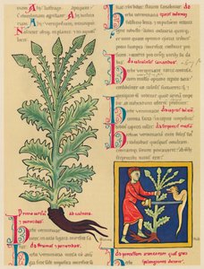 Verbena eller Vervain, 1947 af Unbekannt