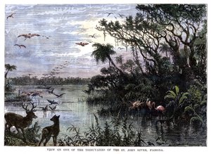 Udsigt over en af bifloderne til St John River, Florida, 1800-tallet af Unbekannt