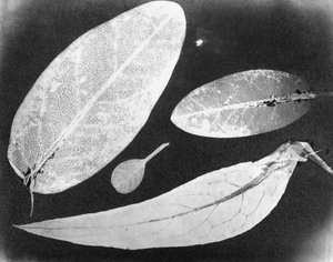 Vandfikseret foto Fire blade, sommeren 1839 af Unbekannt