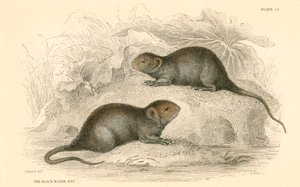 Vandmus Arvicola terrestris, også kendt som sortvandsrotten, 1828 af Unbekannt