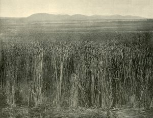 Wheat Field, Canning Downs, Queensland, 1901. af Unbekannt