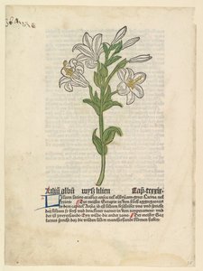 White Lily, illustration fra Gart der Gesundheit Sch.4332, 28. marts 1485. af Unbekannt