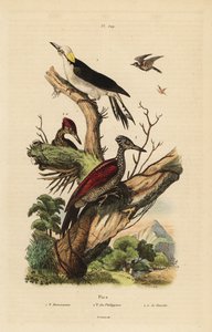 Hvid spætte, Melanerpes candidus, filippinsk pygmæ spætte, Yungipicus maculatus, han og hun af Unbekannt