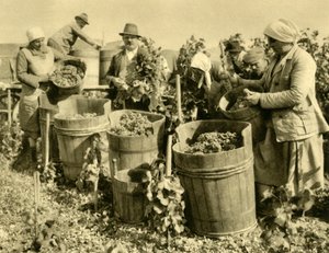 Vinhøst nær Baden bei Wien, Nedre Østrig, c1935. af Unbekannt