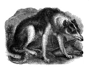 Ulvehund, 1848 af Unbekannt