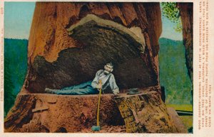 Holzfäller zeigt Baum mit 46 Fuß Umfang. Santa Cruz Big Tree Grove, Kalifornien, um 1909 von Unbekannt