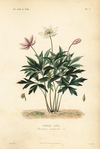Skovanemone eller vindblomst, Anemone nemorosa, Anemone sylvie af Unbekannt