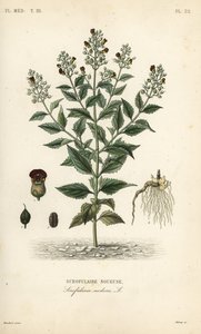 Skovfigenurt, Scrophularia nodosa, Scrofulaire noueuse af Unbekannt