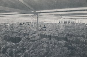 Uld til salg i et udstillingslokale i Melbourne, 1923. af Unbekannt