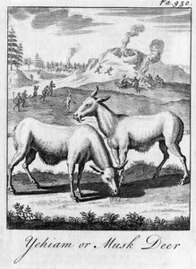 Yehiam eller moskushjort, c1700-tallet af Unbekannt