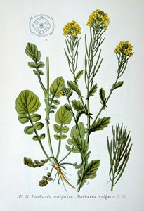 Gul raket, 1893 af Unbekannt