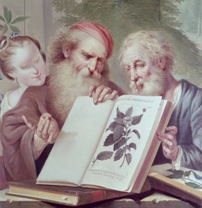 Illustration fra Hortus Cliffortianus, af Carl Linnaeus (1707-78) udgivet Amsterdam 1737-38 af Unbekannt Unbekannt