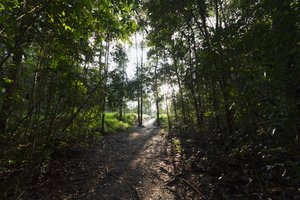 Sti i junglen ved Camp Leaky, Tanjung Puting National Park, Central Kalimantan, Borneo, Indonesien af Unbekannt Unbekannt
