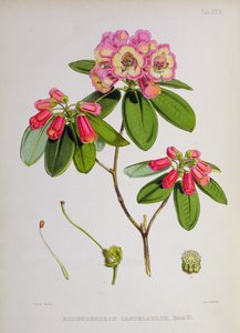 Rhododendron: Candelabrum, fra `The Rhododendrons of Sikkim-Himalaya af J.D. Hooker, 1849-51 af Unbekannt Unbekannt
