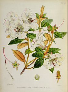 Rhododendron: Edgeworthi fra `The Rhododendrons of Sikkim-Himalaya af J.D. Hooker 1849-51 af Unbekannt Unbekannt