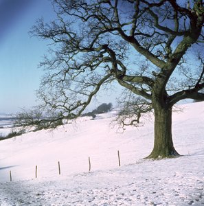 Vinterlandskab, Hockley Downs, Essex af Unbekannt Unbekannt