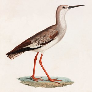 En farveillustration af en fugl af Unbekannt