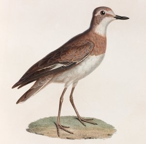 En farveillustration af en fugl af Unbekannt