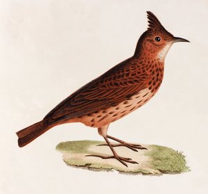 En farveillustration af en fugl af Unbekannt