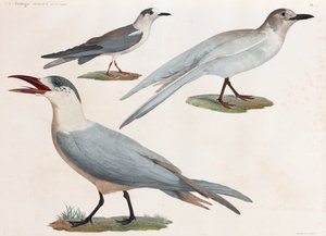 En helsides serie af farveillustrationer af fugle af Unbekannt