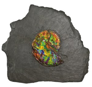 En stor iriserende ammonit, fra Canada (fossil) af Unbekannt