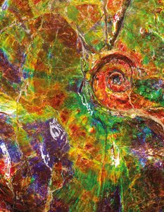 En stor iriserende ammonit, fra Canada (fossil) af Unbekannt