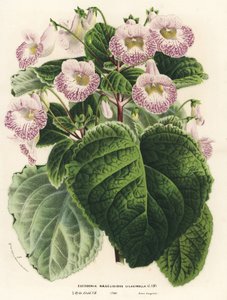 Achimenantha x naegelioides, lilla kultivar (Eucodonia naegelioides lilacinella). Håndkoloreret litografi fra Louis van Houtte og Charles Lemaires Flowers of the Gardens and Hothouses of Europe, Flore des Serres et des Jardins de l