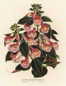 Achimenantha x naegelioides, pink og guld sort. Plectopoma naegelioides aureo-roseum. Håndkoloreret litografi fra Louis van Houtte og Charles Lemaire