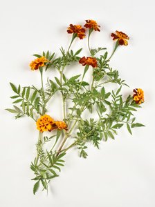 Afrikansk morgenfrue på hvid baggrund af Benjamin Baud