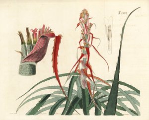 Aguava, Bromelia alsodes (Smalbladet ananas, Bromelia sylvestris). Håndkoloreret kobberstik af Weddell efter en botanisk illustration af John Curtis fra William Curtis