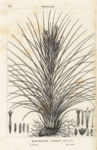 Luftplante, Tillandsia juncea (Bonapartea juncea). Håndkoloreret litografi fra Louis van Houtte og Charles Lemaires Flowers of the Gardens and Hothouses of Europe, Flore des Serres et des Jardins de l