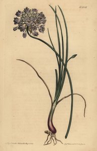 Allium stellerianum (Jonquil-bladede hvidløg af Unbekannt