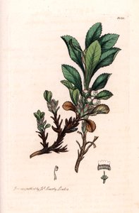 Alpine Busserole eller Alpine Bear Grape (Arctostaphylos alpina) - litografi baseret på en tegning af James Sowerby til Smith