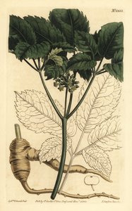 Amerikansk ginseng, Panax quinquefolius af Unbekannt