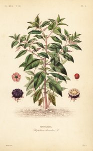 Amerikansk pokeweed, Phytolacca americana, Phytolacca decandra, Phytolaque af Unbekannt
