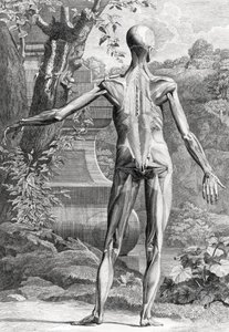 Anatomisk illustration af Unbekannter Künstler