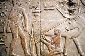 Det gamle Egypten: Saqqarah (eller Saqqara eller Sakkarah): det gamle imperiums nekropolis, adeliges grav. Detalje af reliefferne, der viser malkningen af en bøffel.