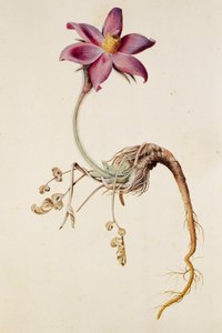 Anemone pulsatilla/Anenome pulstaille af Unbekannt
