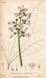 Angostura-træ, Angostura trifoliata af Unbekannter Künstler