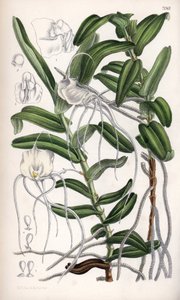 Angraecum germinyanum, Madagasvar hvid orkidé. Opkaldt efter grev Adrien de Germiny, Frankrig. Tegning af Matilda Smith (1854-1926), litografi af J.N. Fitch i Curtis Botanical Magazine, af Joseph Dalton Hooker, udgivet i London, England, af L. Reeve an af Unbekannter Künstler
